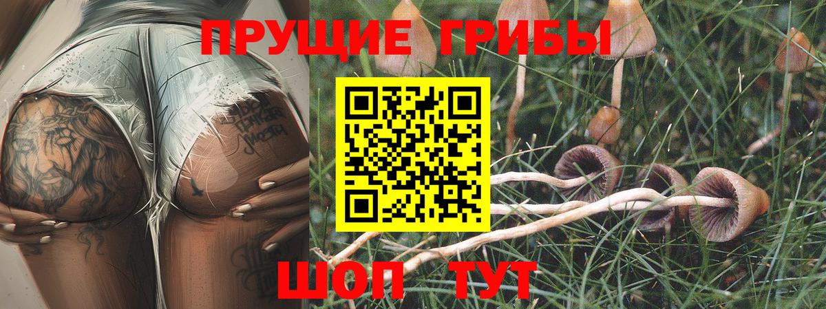 Галлюциногенные грибы Psilocybe Курган